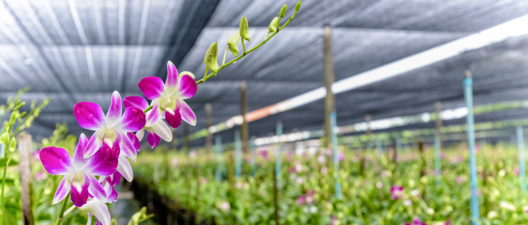 Tudo o que você precisa saber para abrir o seu próprio negócio de flores